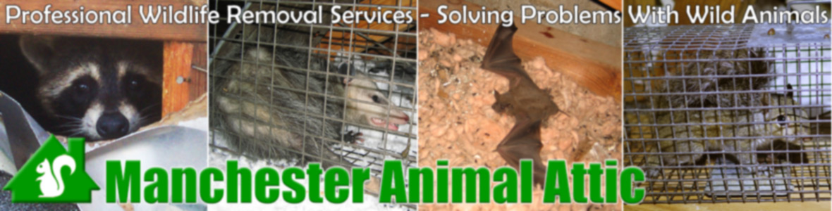 Manchester Animal Attic